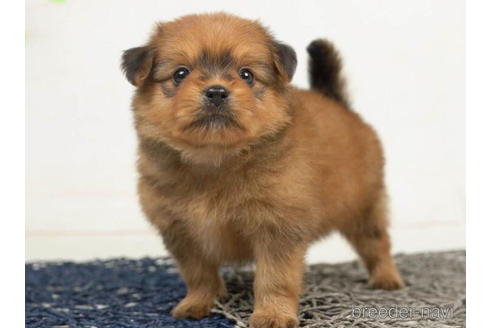 成約済の千葉県のミックス犬-211995の2枚目